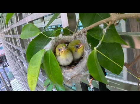 綠繡眼在家築巢|【綠繡眼風水】綠繡眼風水：解讀野鳥築巢帶來的好運與居家風水。